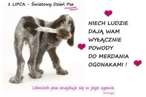 Życzenia na Dzień Psa: Wzruszające, śmieszne, krótkie gotowe teksty